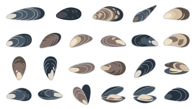 Set of various mussel shells isolated on a white background.