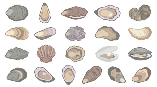 A collection of various oyster shells and clams isolated on a white background.