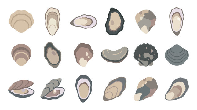 Set of various oyster and clam shell illustrations in a flat vector style.