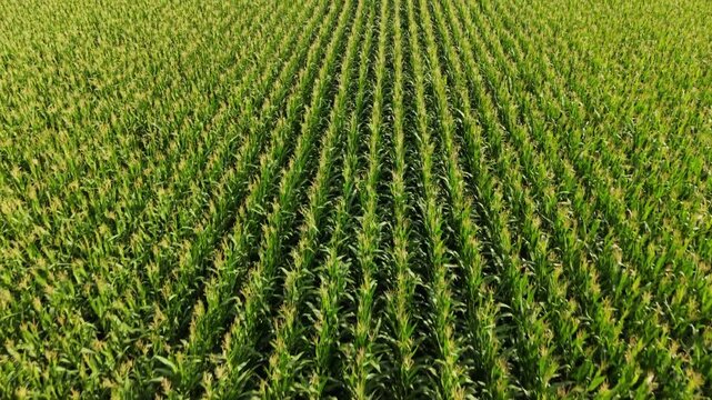 Aerial perspective of vibrant cornfield with neatly arranged rows of corn plants illuminated by sunlight in a rural farming environment