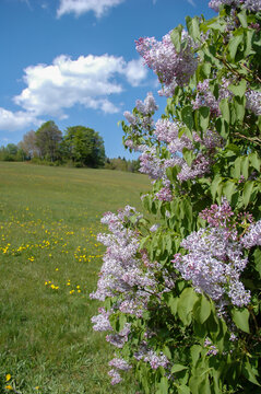 Lilac Blossoms in a Bright Spring Landscape