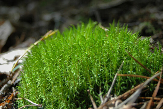 Lush Green Moss Thriving in Forest Ecosystem