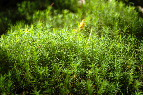 Lush Green Moss Covering Forest Floor in Sunlight