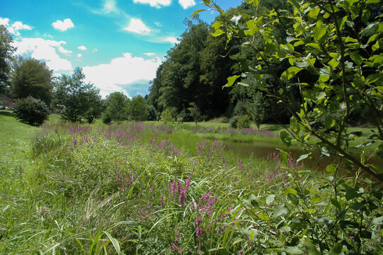 Vibrant Natural Landscape with Lush Greenery and Reflections