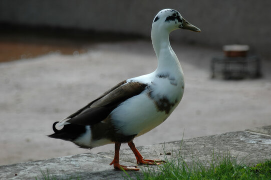 Duck Walking on a Pathway in a Natural Setting