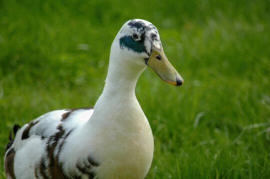 Majestic Indian Runner Duck Standing Gracefully on Green Grass
