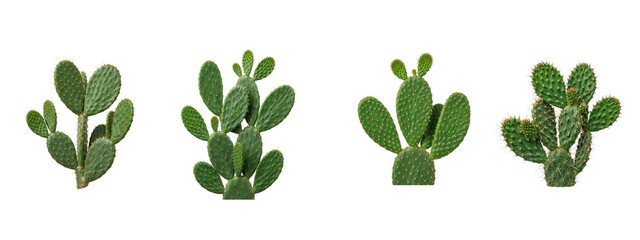 Set of four green prickly pear cactus plants isolated on transparent background