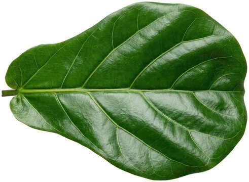 Large green fiddle leaf fig foliage.