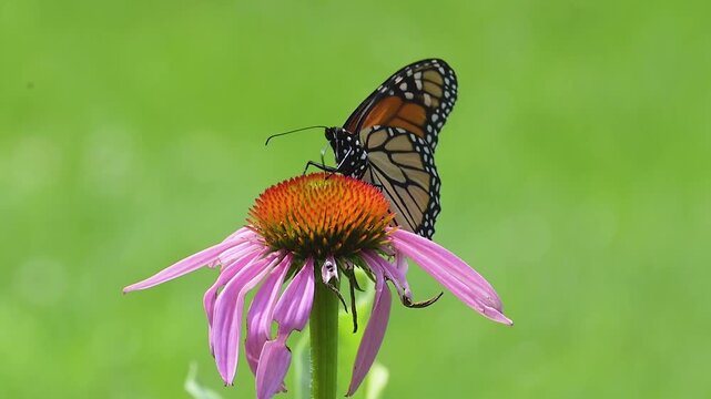 Monarch butterfly, Danaus plexippus, getting nourishment  from the head of a coneflower