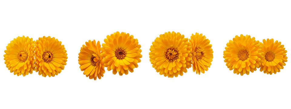 Vibrant yellow calendula flowers arranged in horizontal pairs on transparent background