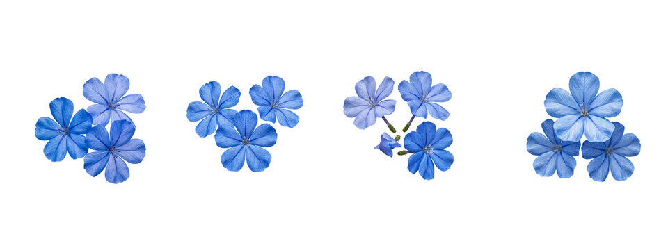Blue Plumbago Flower Clusters on Transparent Background