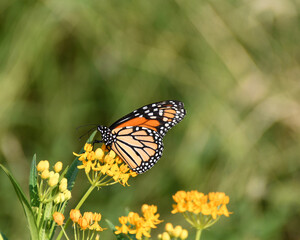 Obraz premium Monarch on Milkweed With Copy Space