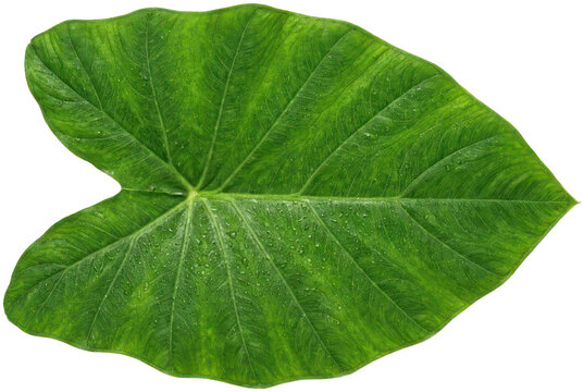 Large green taro leaf isolated on black background.