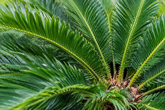 Detailed macro photography of Cycas revoluta sago palm fronds, vibrant deep green pinnate leaves with delicate textures, natural radial arrangement, soft diffused sunlight