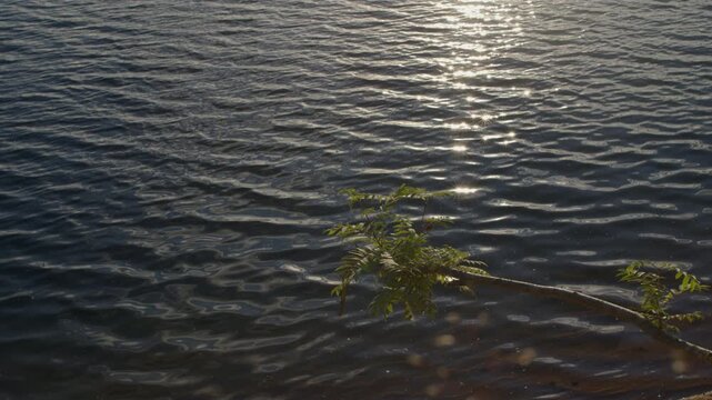 Rowan branch over water surface with sun glare and ripples