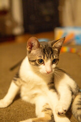 portrait of a cat © Elizabeth