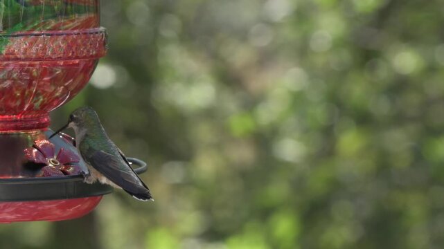 hummingbird flying near feeder