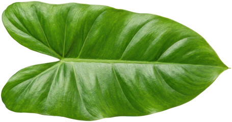 Large heart shaped green tropical plant leaf. © Iswatun