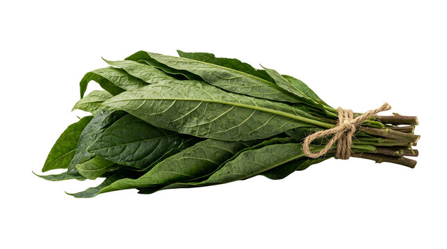 Fresh raw bundle of green bitterleaf tied with jute twine isolated on a transparent background