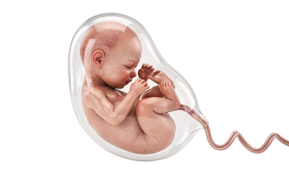 Human fetus in amniotic sac with visible umbilical cord, solated on transparent background