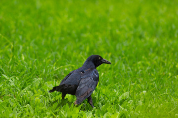 Obraz premium The great-tailed grackle or Mexican grackle is a medium-sized, highly social passerine bird native to North and South America.