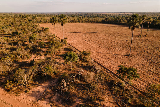Vista a&eacute;rea de solo desmatado com arbusto no Cerrado brasileiro