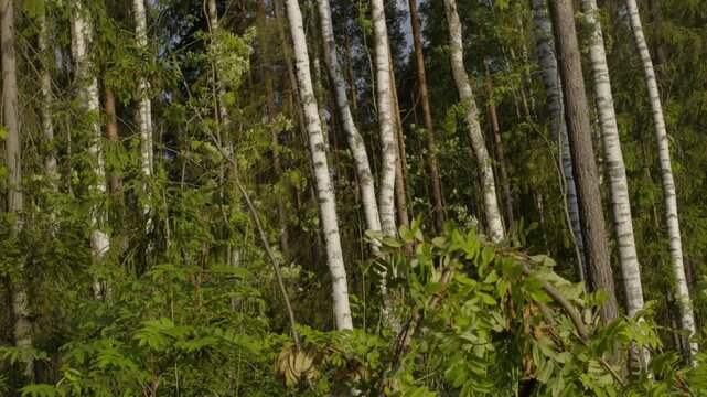 Birch forest with leaves swaying in the wind