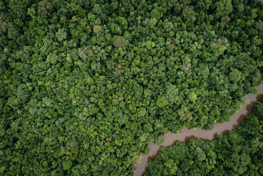 Vista a&eacute;rea de dossel denso de floresta preservada no Brasil