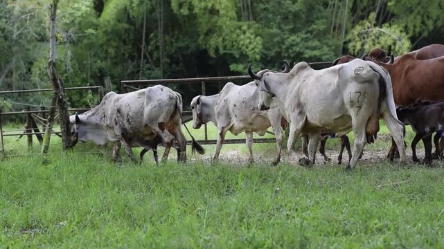 Gyr cattle entering green pasture after leaving breeding corral on tropical farm