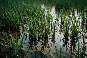 Obraz premium Green grass grows in shallow standing water on wet ground. Close up view of flooded vegetation in marshy wetland area. Fresh plants emerge from muddy swamp during rainy season. Natural ecology