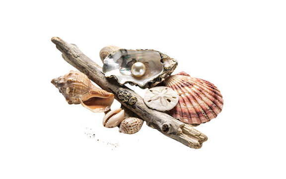 Assortment of seashells, driftwood, and a pearl in an oyster shell solated on transparent background