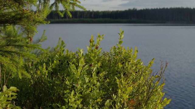 Blueberry bush by lake with pine branches, nature scene