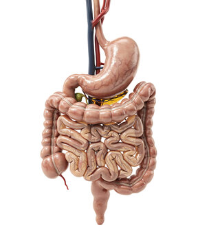Detailed 3d of human digestive system with stomach, small and large solated on transparent background