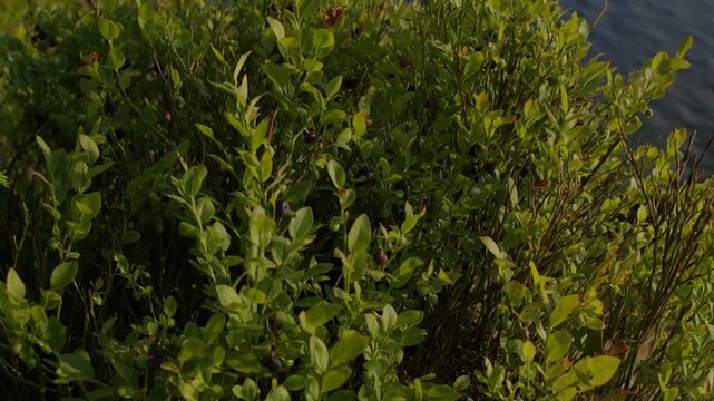 Close-up of blueberry bush leaves and berries moving in wind
