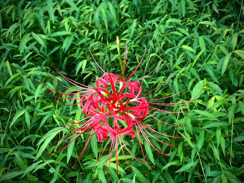 草むらの中に咲く彼岸花
