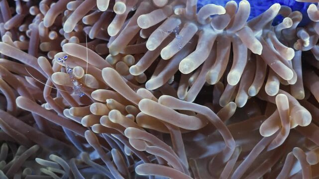 ​Close-up video of vibrant sea anemone tentacles gracefully waving with the ocean current in a natural coral reef marine ecosystem