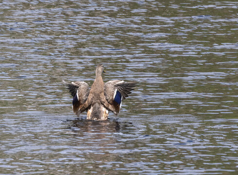 Female Mallard duck on a pond with wings flapping