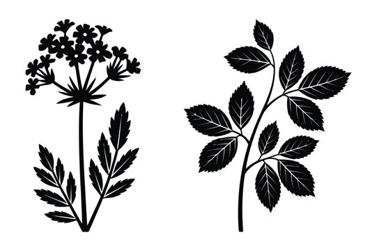 Detailed floral illustration with an umbel wildflower and a lush leafy branch