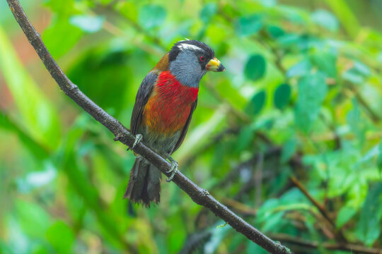 Toucan Barbet perched on a branch in the cloud forest of Ecuador, showcasing its colorful plumage, bright red breast, and unique heavy bill.