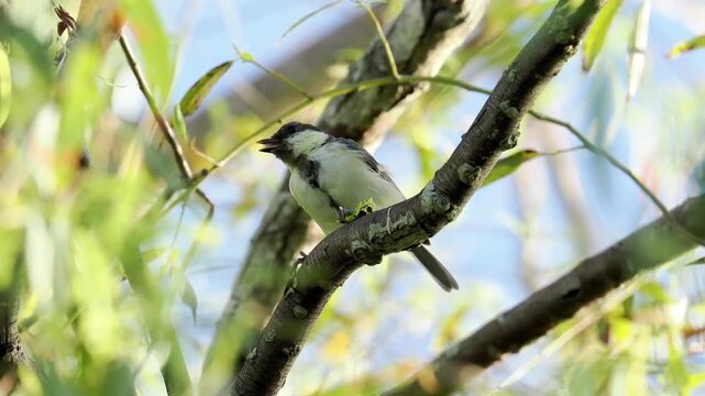 Close up of a Great Tit (Parus major) songbird perched on a tree branch holding prey in its claws, surrounded by green foliage in a natural sunny forest environment.