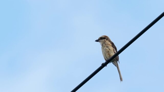 Low angle close up of a Brown Shrike (Lanius cristatus) songbird perched on an electrical wire against a clear minimalist blue sky with copy space.