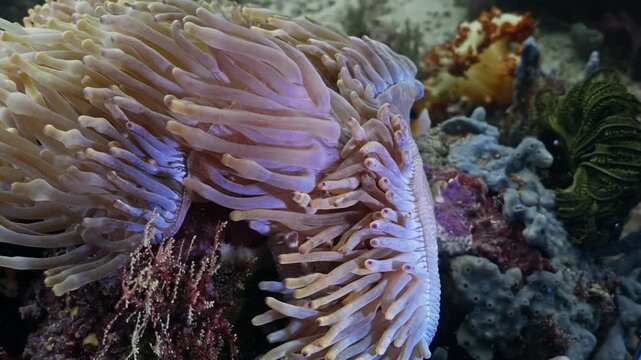 A close-up video footage of a cute ocellaris clownfish swimming gracefully among the tentacles of a sea anemone in a clear tropical coral reef ecosystem