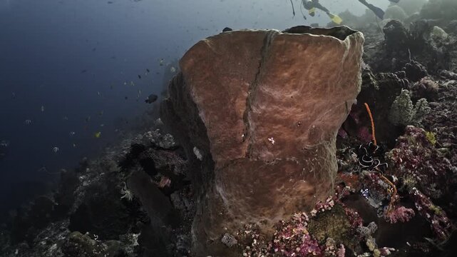 Scenic underwater footage of vibrant coral reef ecosystem with giant sea sponge