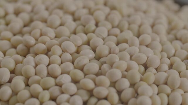 대두 백태 메주콩 콩 식재료 곡물 농산물 두부 두유 된장 간장 청국장 콩국수 콩기름 단백질 발효식품 농작물 수확 작물 잡곡 한식 요리재료 전통식품