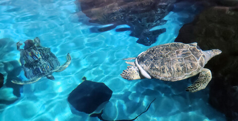 sea turtle and stingray © BobDawn