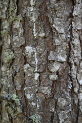 Close-up texture of rough bark on a coniferous tree trunk © Yana