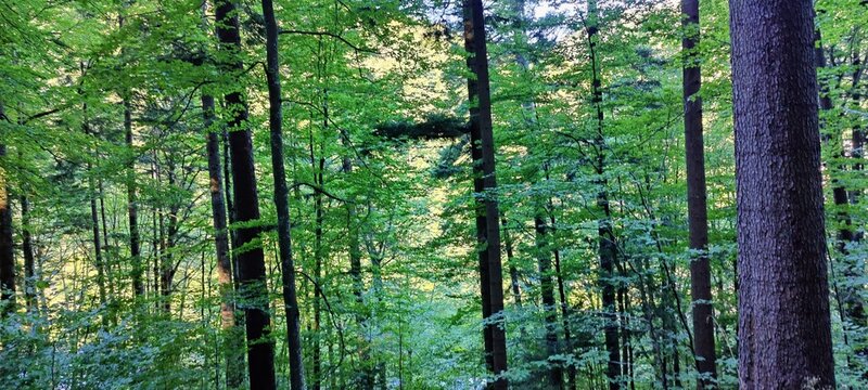 old wooden fence in the forest