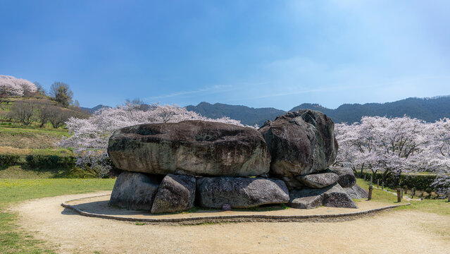 世界遺産の石舞台古墳と満開の桜