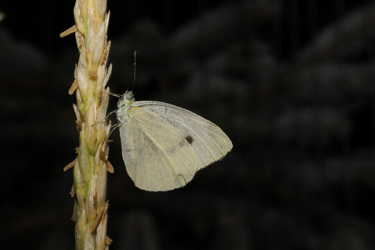 Cabbage White Butterfly (Pieris rapae) perched on the tassel of a corn plant at night during the summer in Colorado.  It is introduced to North America from Europe. 