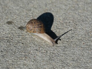 Brown Garden Snail (Cornu aspersum) Crawling on Concrete Sidewalk in Colorado © Ted Iwabuchi Nature